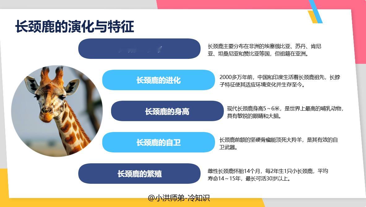 最高的哺乳动物世界上最高的哺乳动物是长颈鹿。长颈鹿主要分布在非洲的埃塞俄比亚、苏