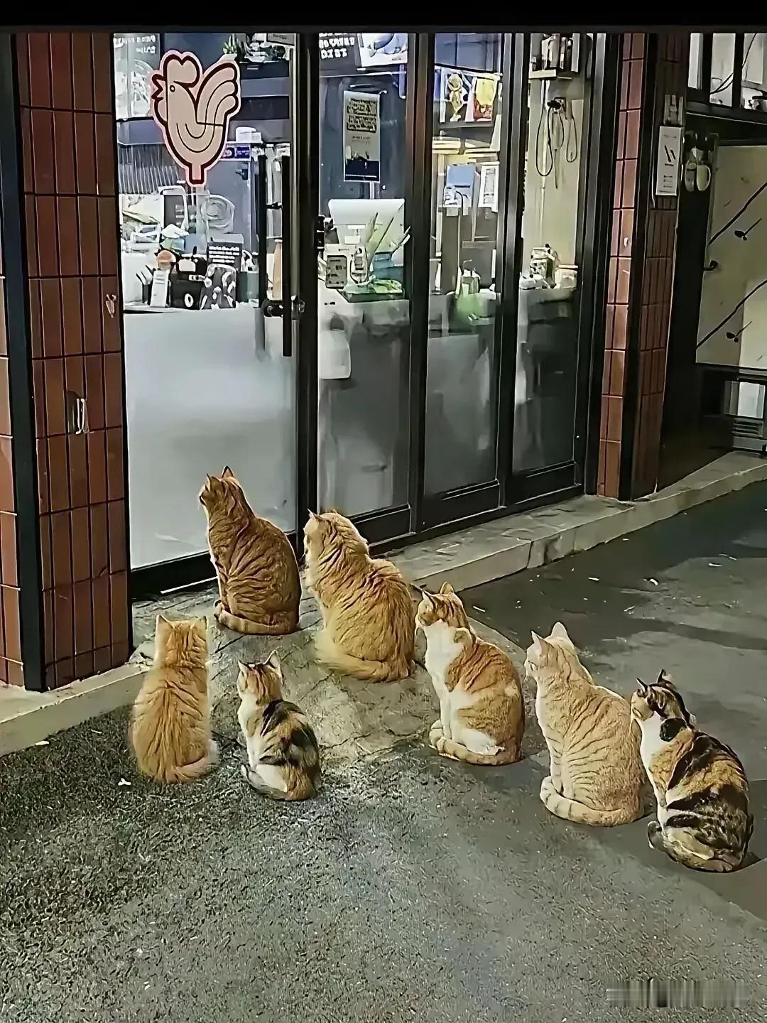 猫咪组团守在卖电视机^店门外，想赠电视看吗[捂脸哭]
