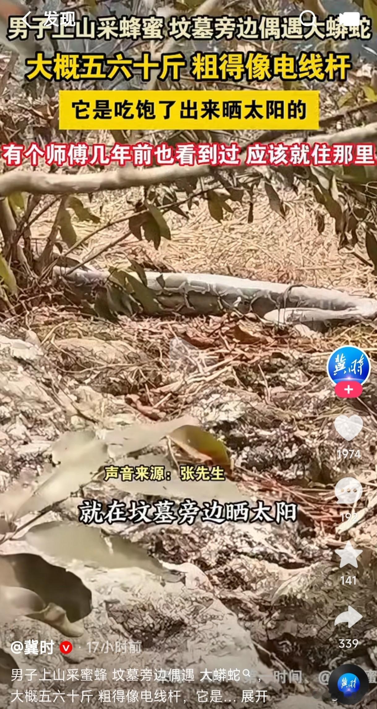男子上山采蜂蜜，发现坟墓旁边有一条像电线杆一样粗的大蟒蛇在晒太阳，这到底是什么蟒