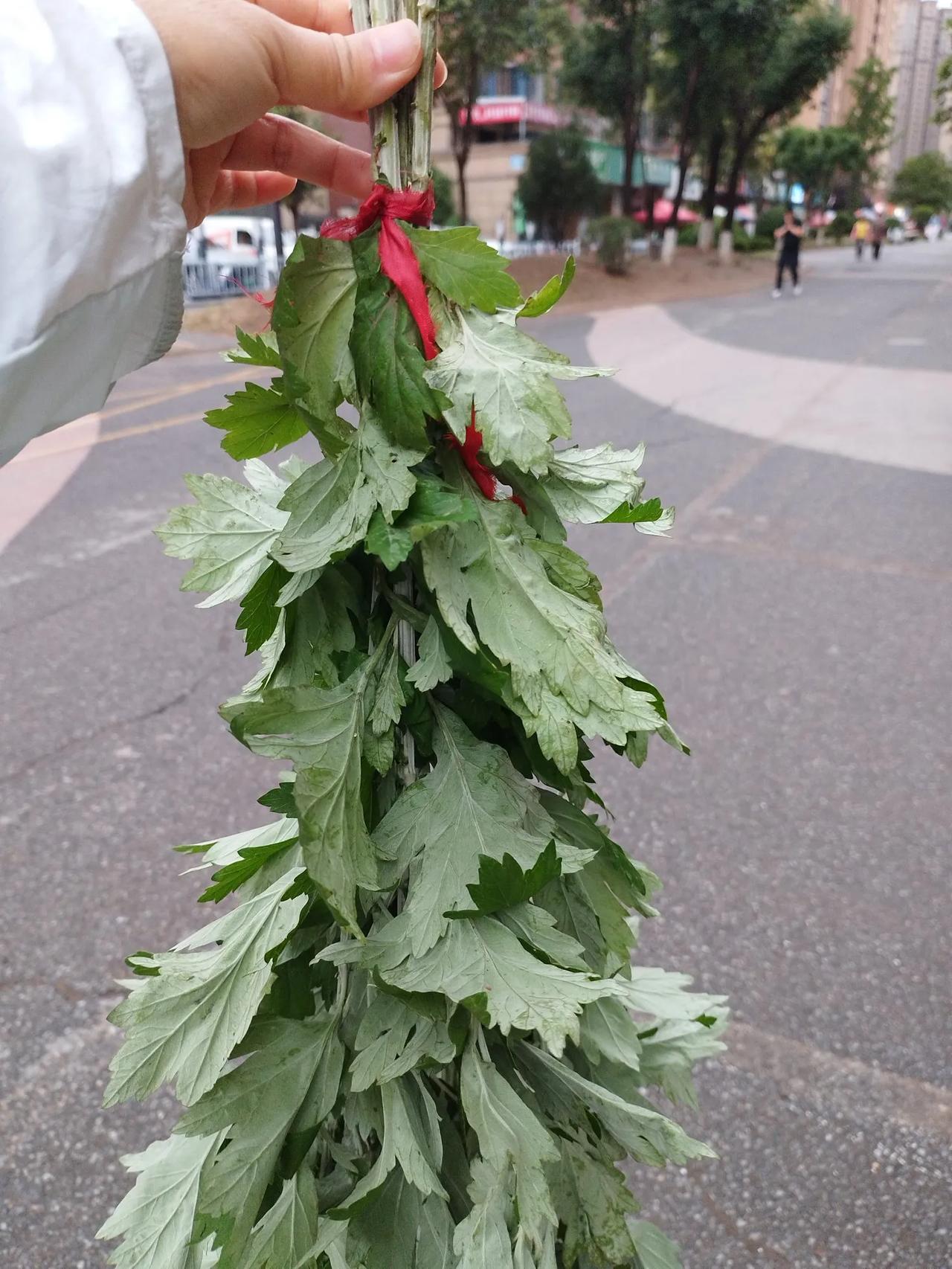 端午节专属的仪式感。今天端午节，我早晨六点就出门了，我要去买最新鲜的艾叶挂在大