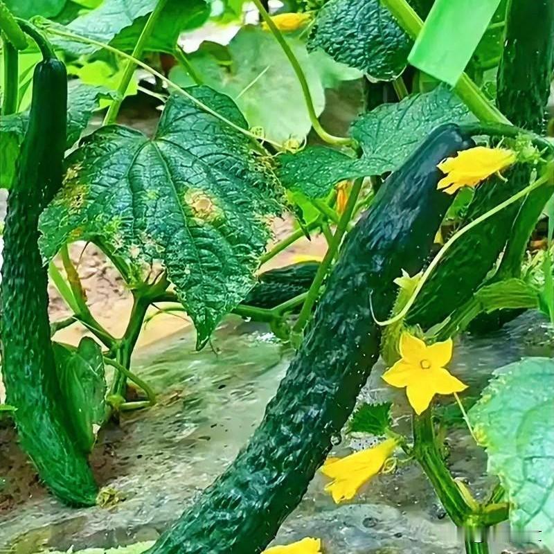 黄瓜豆角侧枝别乱留！记住这两句，结果多不空棵家人们！种黄瓜、豆角，