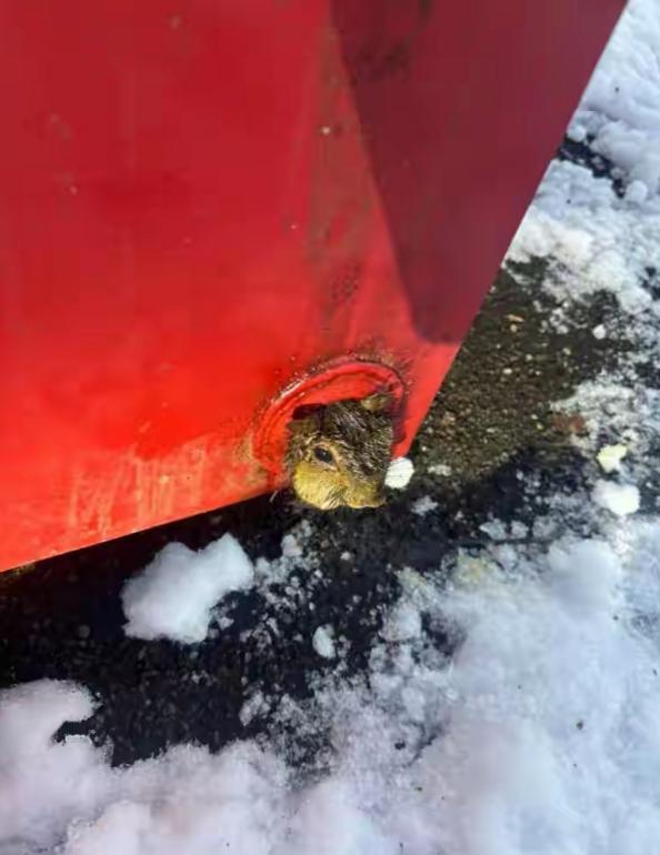 来了，来了，又来了，还是熟悉的味道，还是熟悉的配方，美国消防员在平安夜紧急出动，