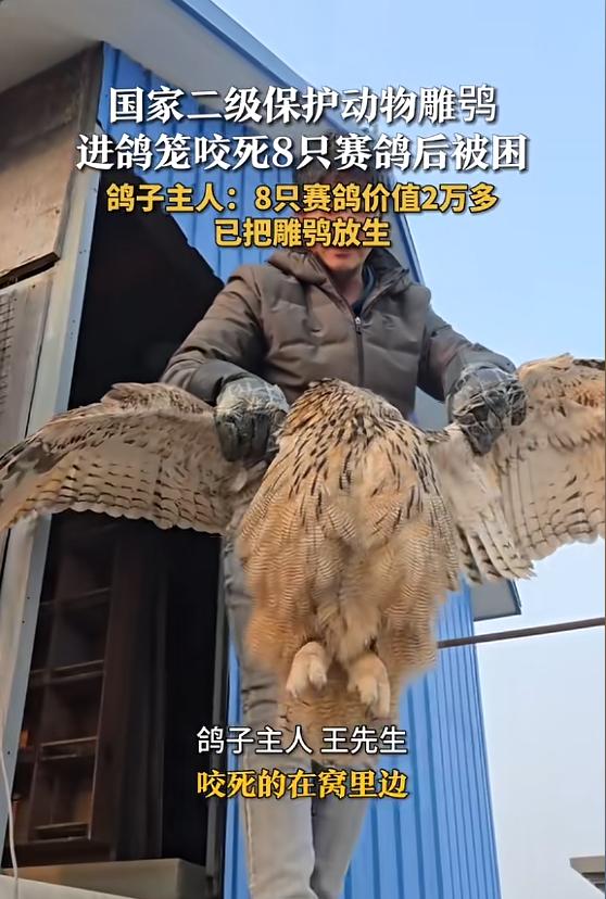 “冤不冤！”1月28日，河北保定，一男子去喂自己养的赛鸽，发现全被一只猫头鹰咬死