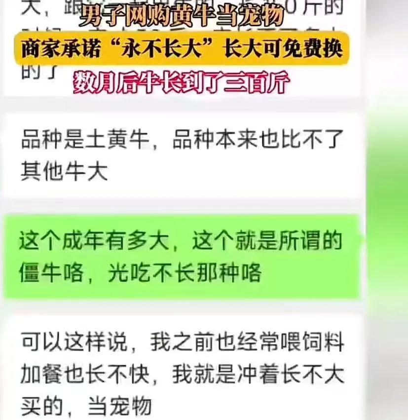 “原来真的有稳赚不赔的生意！”男子网购黄牛当宠物，商家承诺“永不长大”，如果长大