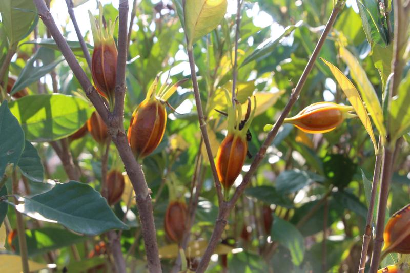 中国科学家在植物再生领域取得重大突破！中科院分子植物科学卓越创新中心杨卫兵团队发