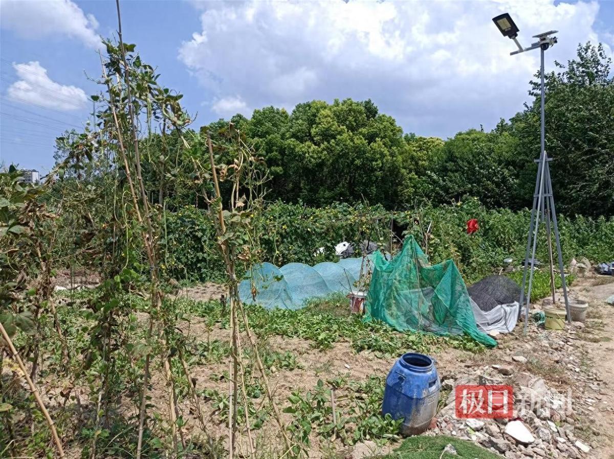 “这下长记性了！”2025年8月，合肥，2名90后女子来到一片菜地，偷偷摸摸的摘