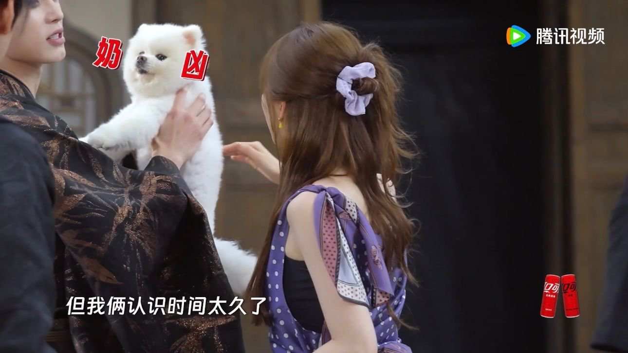 孟子义你的狗背着你上综艺了现在连孟子义的狗都有综艺邀约了？巧克力这是要逆袭啊，