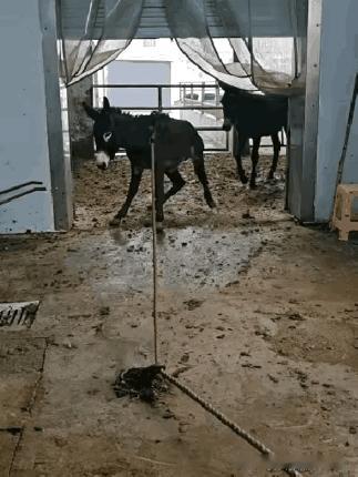 这真的太过分了吧，这些驴什么时候才能解放呢？