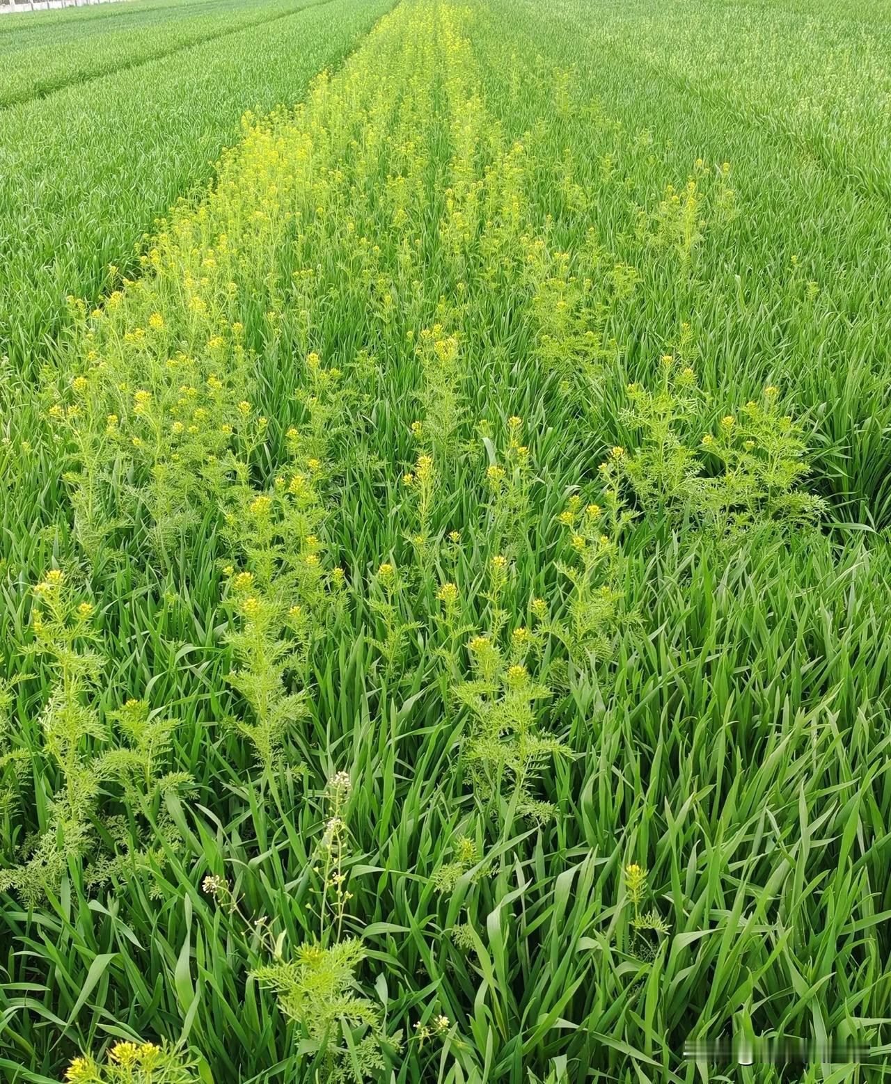 这哪是杂草，这分明是麦田里的VIP专属绿化带！别人都规规矩矩长麦子，就它特立