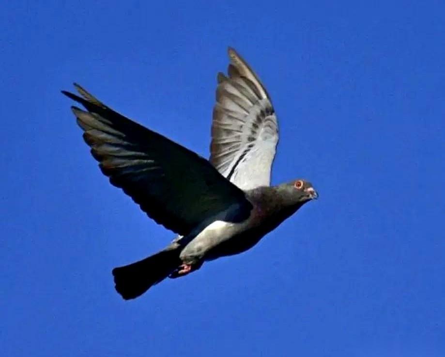 罗布泊核试验，50只军鸽被推向爆心，任务结束，只飞回来45只。所有人都以为，失