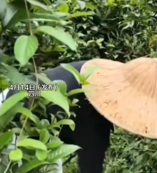 没忍住笑了！四川，一女子和朋友去野外挖菜，不料挖着挖着，竟挖出一条大乌梢蛇。此时