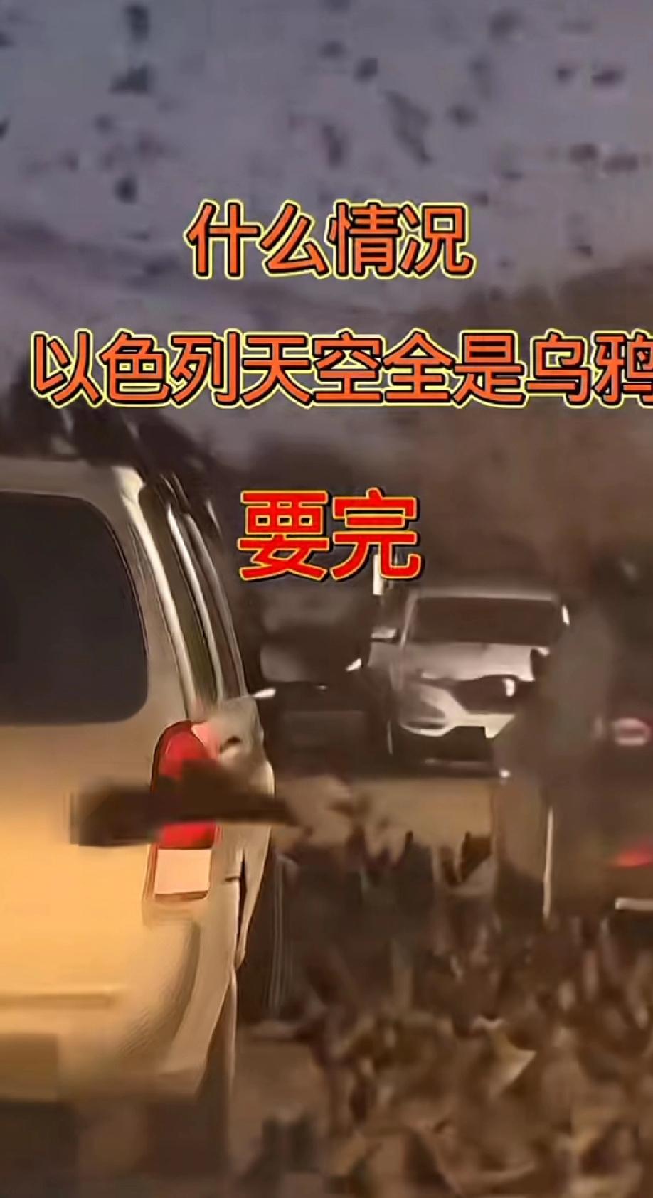 特拉维夫，漫天乌鸦飞舞，连地面汽车上站得密密麻麻！在西方的风俗和影视中，乌鸦都