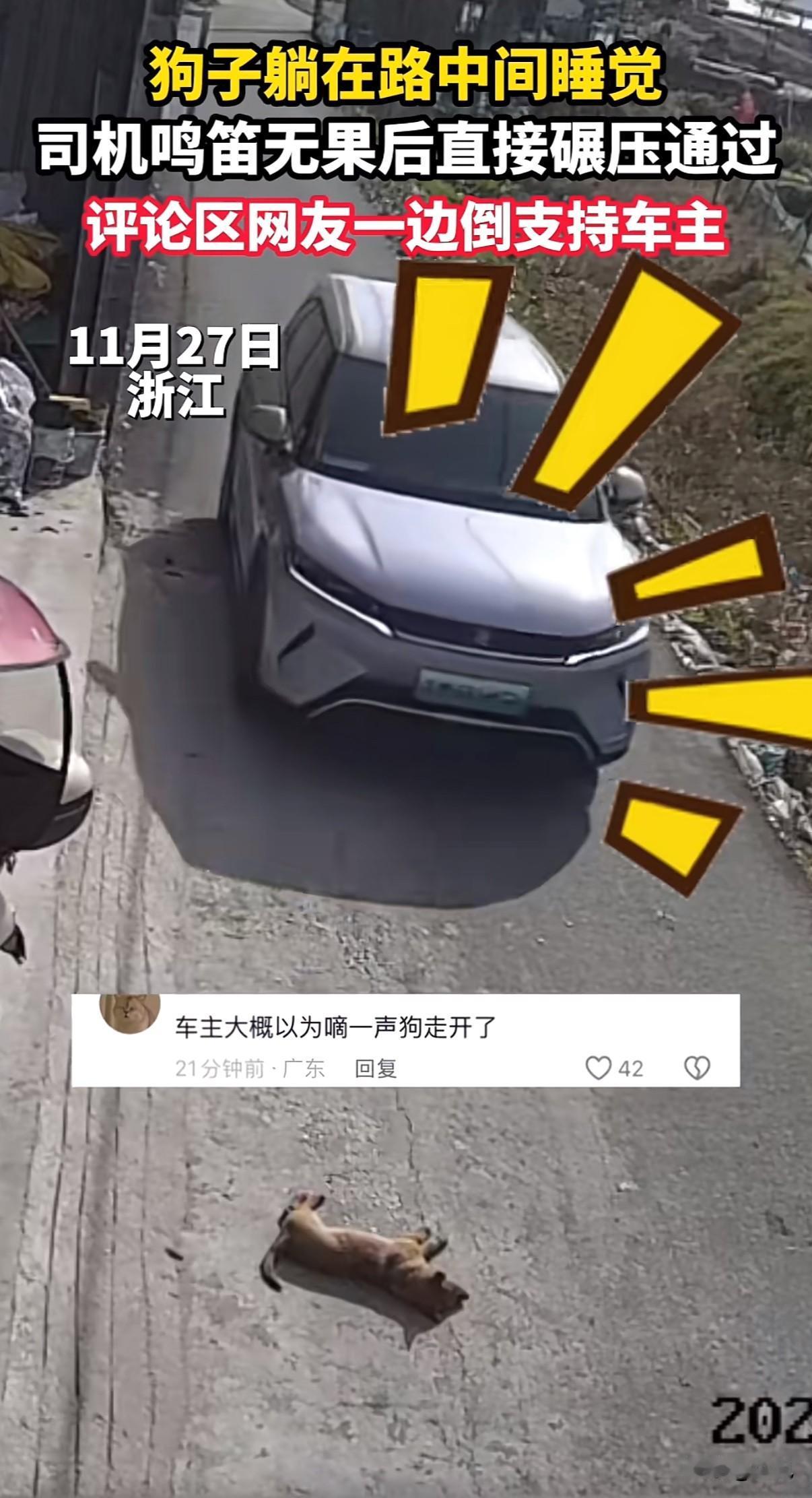 两个月小狗睡路中央被轧，狗主一句“不会讹人”引爆全网争议。司机鸣笛后为何仍压过去