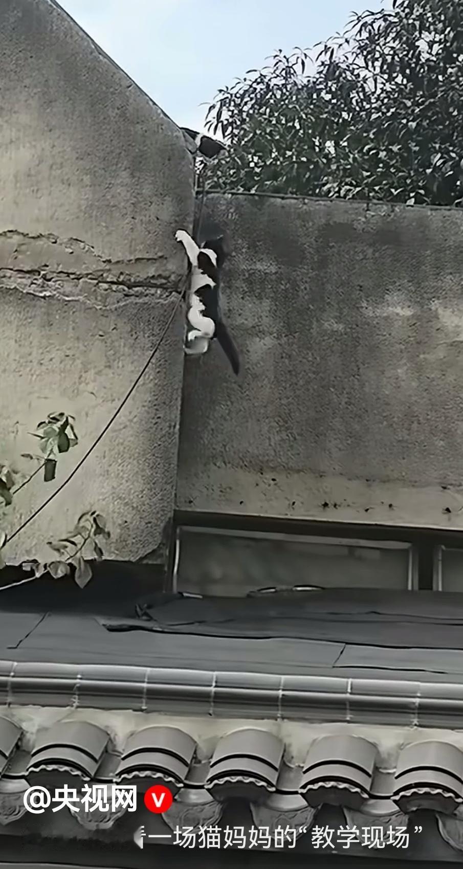 妈哟，小猫咪跳起来抓住墙角一步一步往上爬的时候，我的脚趾头把袜子都抠了个洞[捂脸