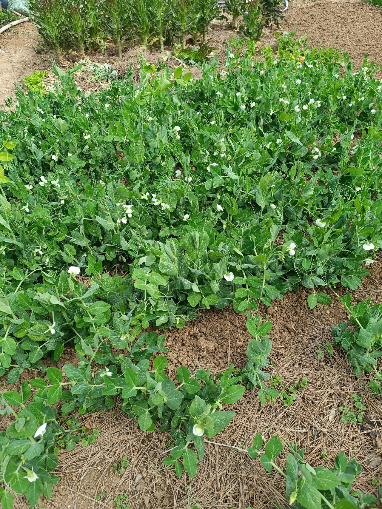 亲手种的菜，最鲜、最香、最安心春暖花开，菜园里的菜长的很茂盛，豌豆开花了，生