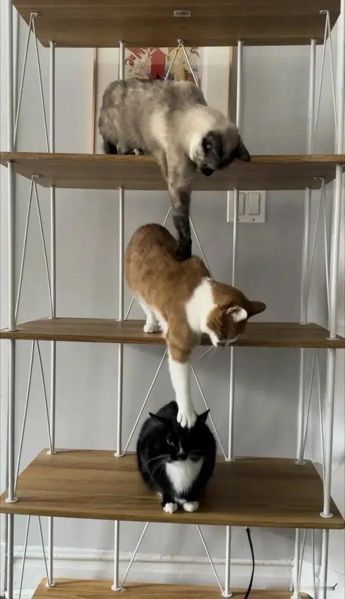 转移猫能量！！