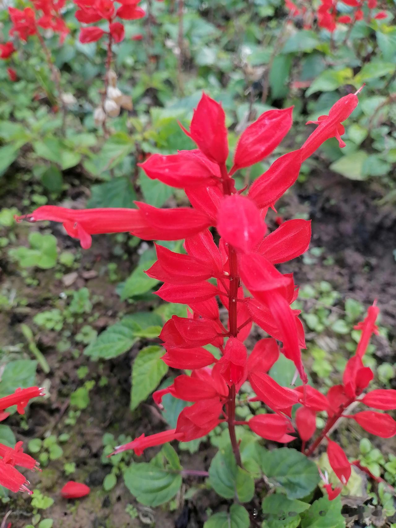 随手拍花，美景