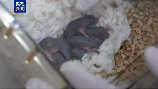 【“太空鼠”当妈妈啦！】近日，在随神舟二十一号载人飞船上行的4只实验小鼠中，1只