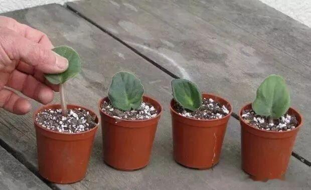 如果家里只有小小的阳台，建议养非洲堇。1、想要让非洲堇开花，有一招很重要如果希望