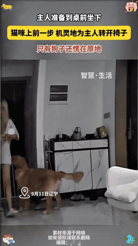 万物皆有灵性！辽宁，女子下班回到家准备到桌前坐下来，结果快人一步的机灵猫，嗖的一