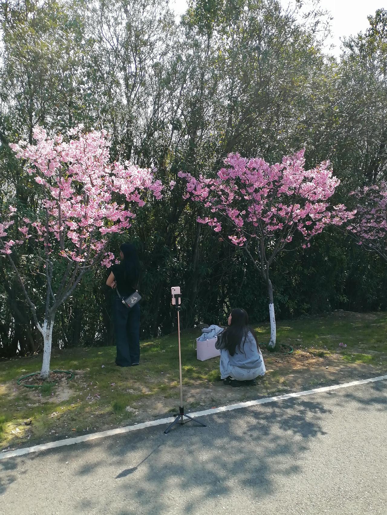 今日，南昌艾溪湖森林湿地公园的樱花满园。真是满园春色关不住，一