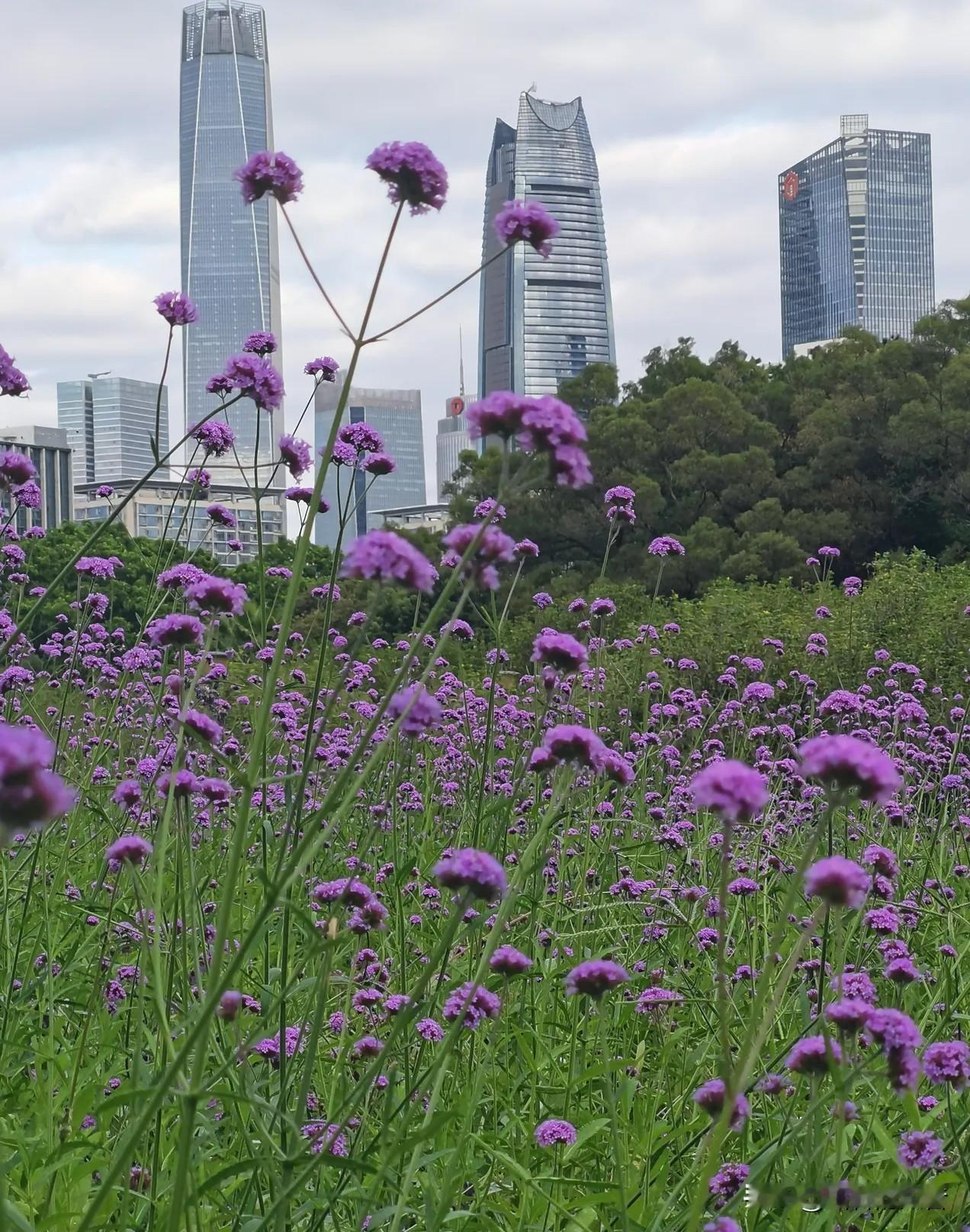 昨天和隔壁老张聊天得知，他儿子大学本科四年就是混一张文凭，而且是混了一张没有含金