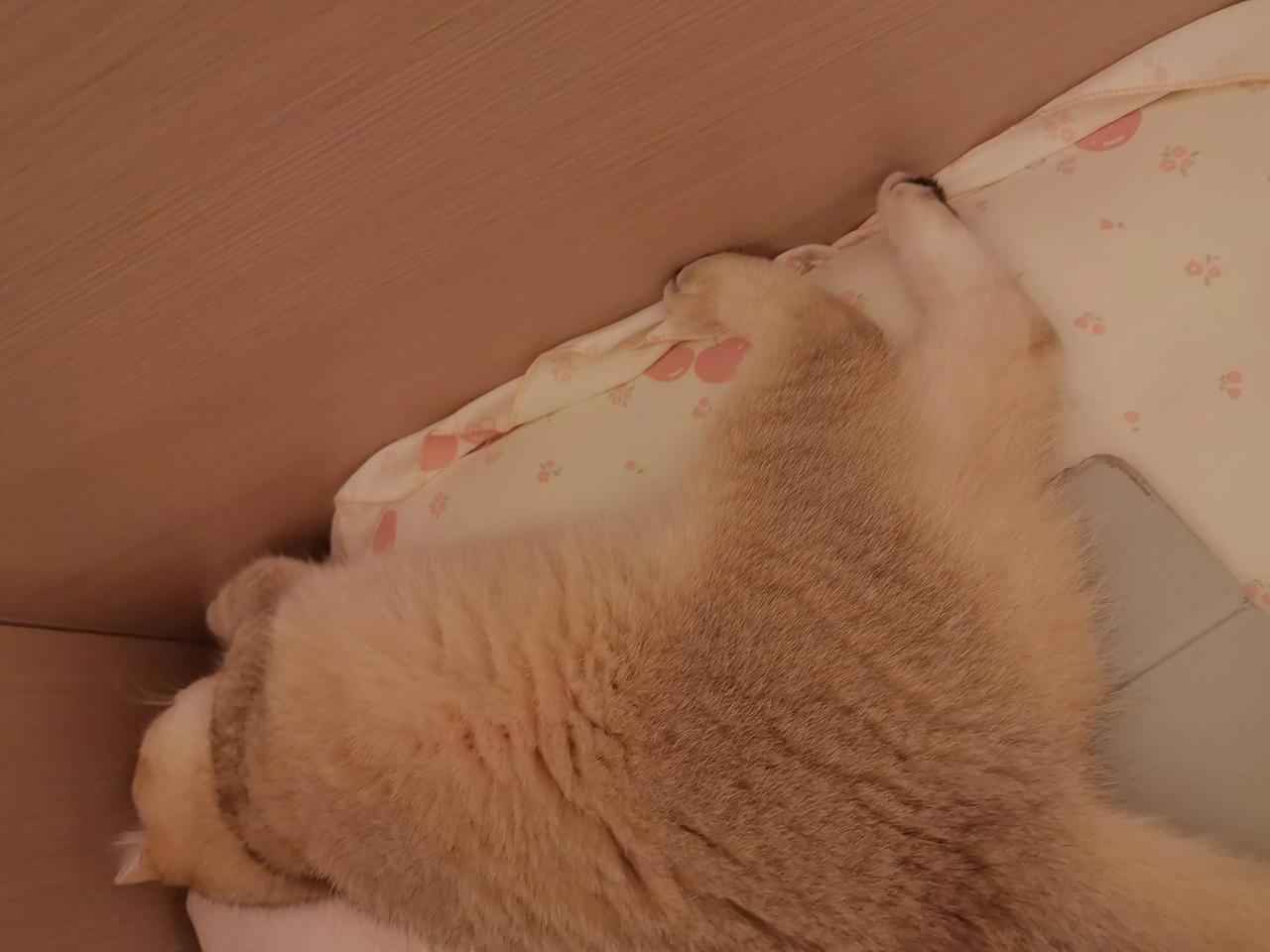 小猫咪睡觉的时候，感觉好温馨，还会发出呼噜呼噜的声音，也不知道孩子这样头歪着睡一