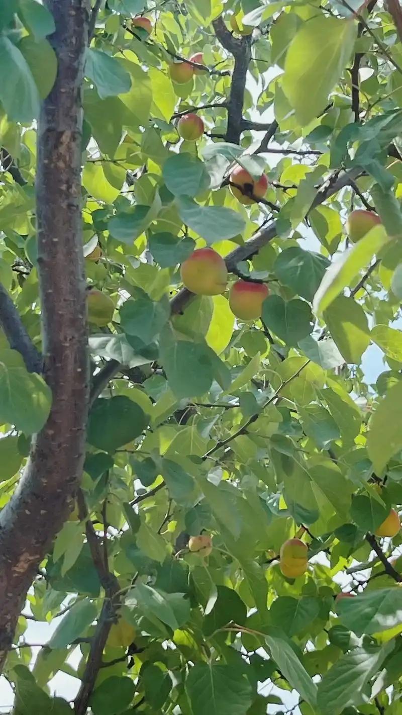 【入骨，入皮，入筋】引药入骨，威灵仙，透骨草，续断，骨碎补，自然铜引药入筋，