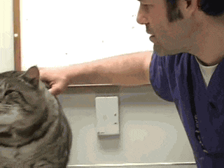 这货叫Goliath，是只流浪猫，它每天都跑人家里偷狗粮吃，硬生生把自己吃到了1