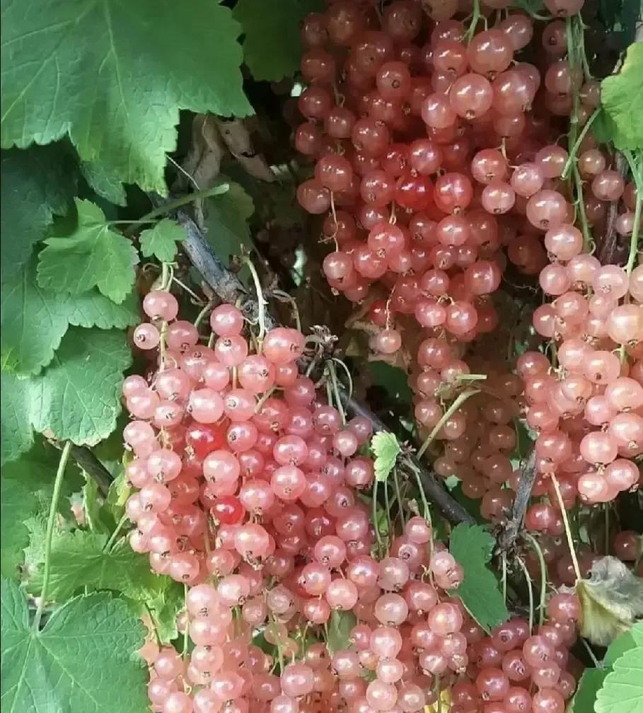 花两千块买的国货羽绒服，零下天穿着还打哆嗦，拆开一看绒少得可怜，再摸同价位老棉袄