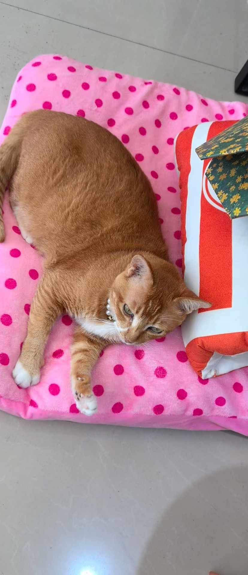 给老儿子修抓板。猫咪