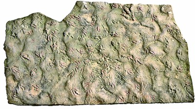 科学家发现1.9亿年前恐龙尾迹