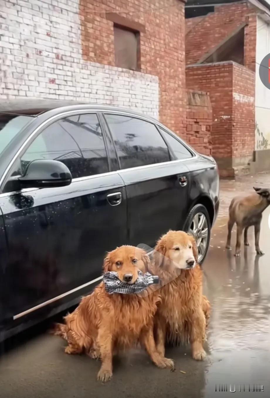 今天下着大雨，我没带上它们三个。它劲然打开大门然叼着雨伞在我的车旁淋着大雨等我回