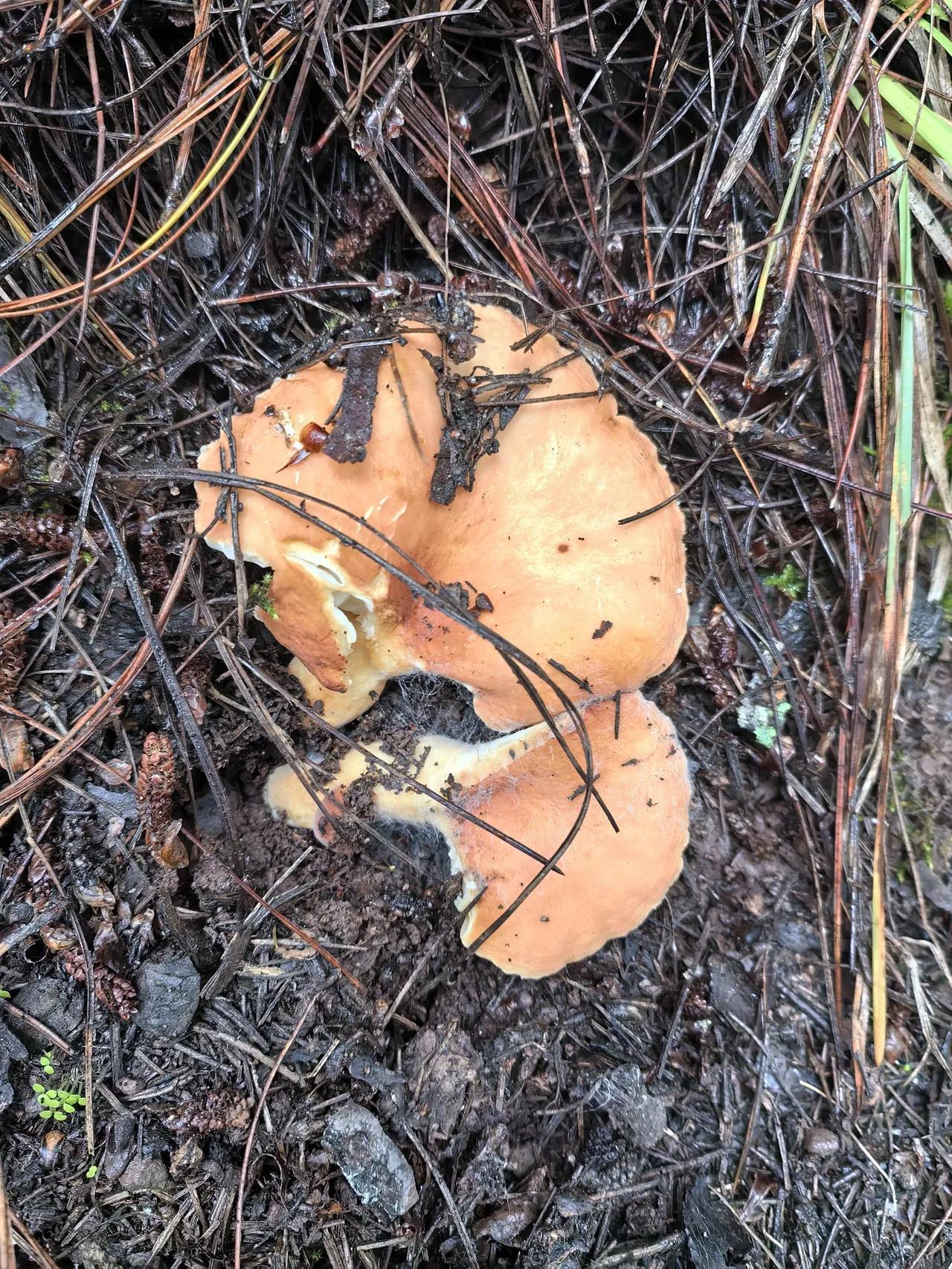 云南的山上奶浆菌非常多啊，都连成一片了啊！云南菌⼦云南特产山珍菌云南采菌子