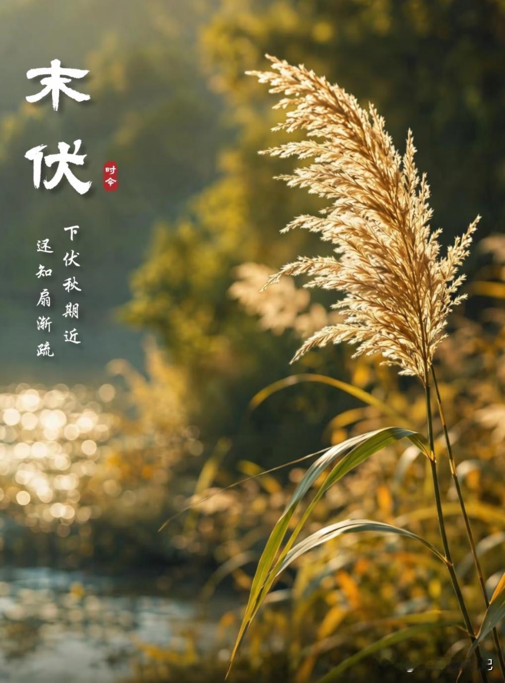 奉劝大家，进入末伏后，千万不要盲目进补，末伏这10天，三伏最后一程。有个