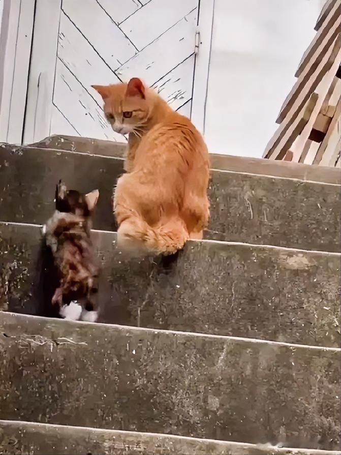 在斑驳的石阶楼梯上，橘猫妈妈领着小奶猫学上台阶，每走一步都频频回头看看孩子，小奶