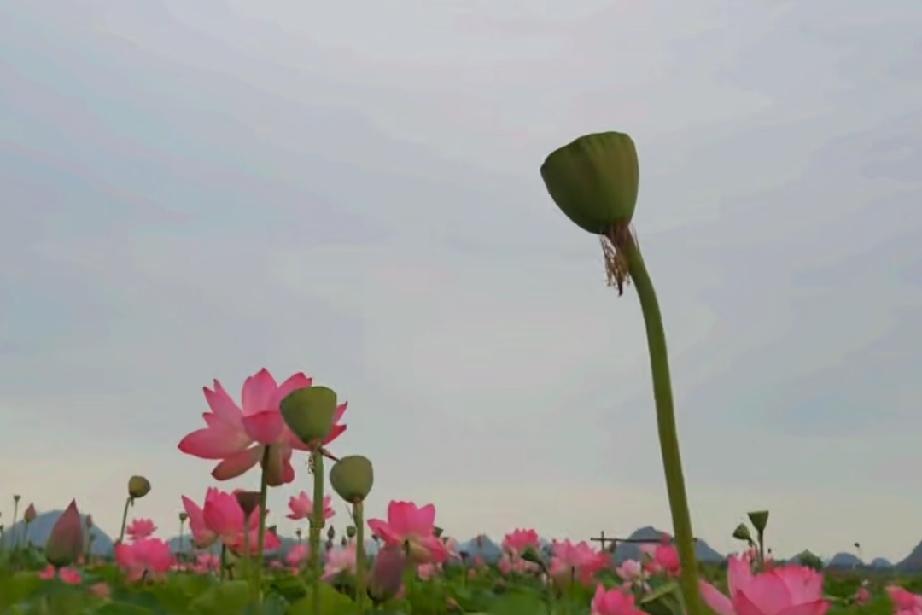 两个人分手了，他回头来找你，为什么？那是因为他没有爱上新欢，如果他回头来找你，你