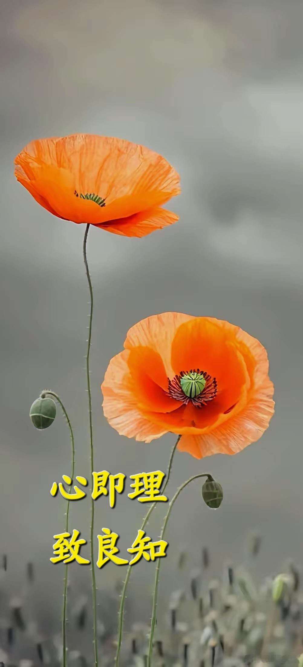 中医思维与“心即理”“致良知”的交融解析一、核心逻辑关联：中医“心”与阳明心学的