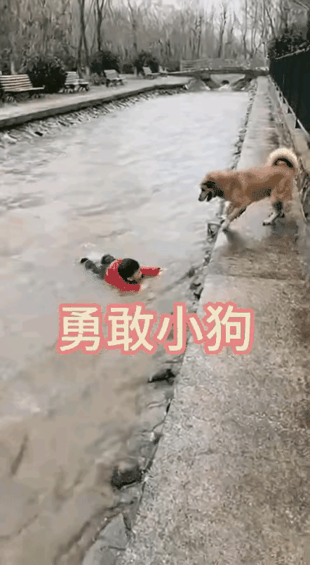 泪目了！这天一只流浪狗狗在河边玩耍，结果从上游漂下来一个小孩，善良的狗狗立刻跳进