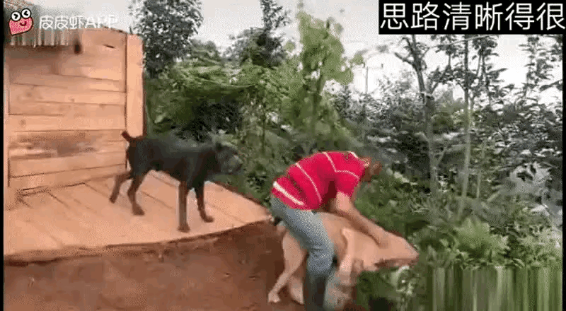 狗子：你敢欺负我的孩子，那我就欺负你的孩子，不过分吧