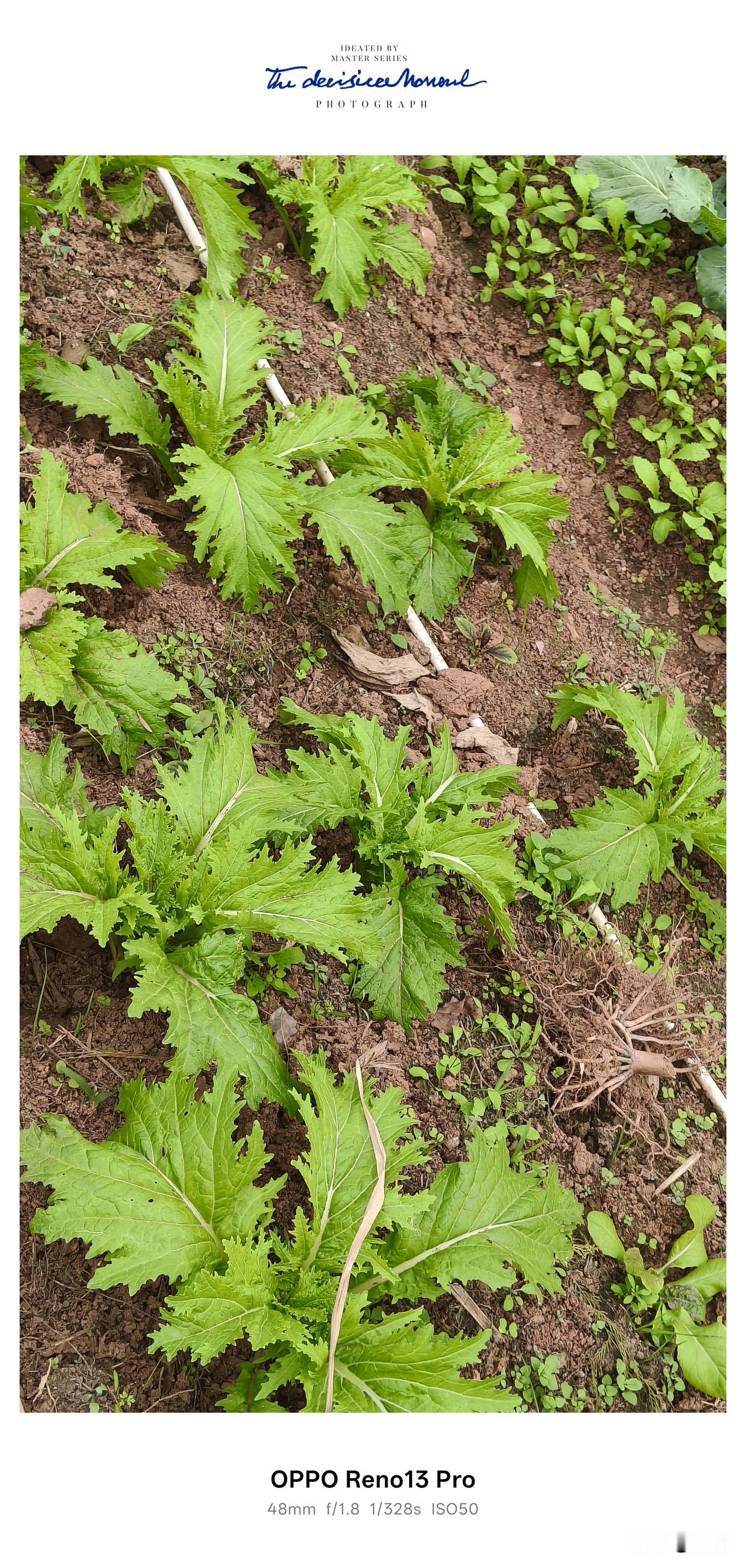 回老家的快乐就是每天围着菜园子转。看到哪根秧秧不顺眼立马拔掉，看到那里缺了一个窝