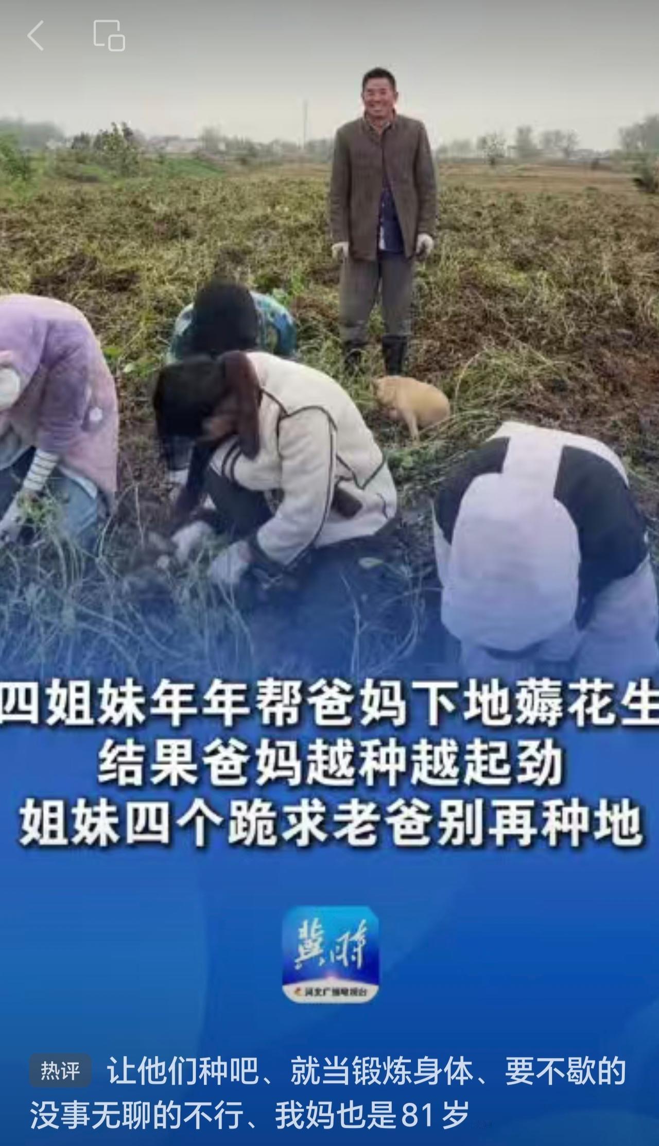 四姐妹年年帮爸妈下地薅花生，结果爸妈越种越起劲，姐妹四个跪求老爸别再种地：“每年