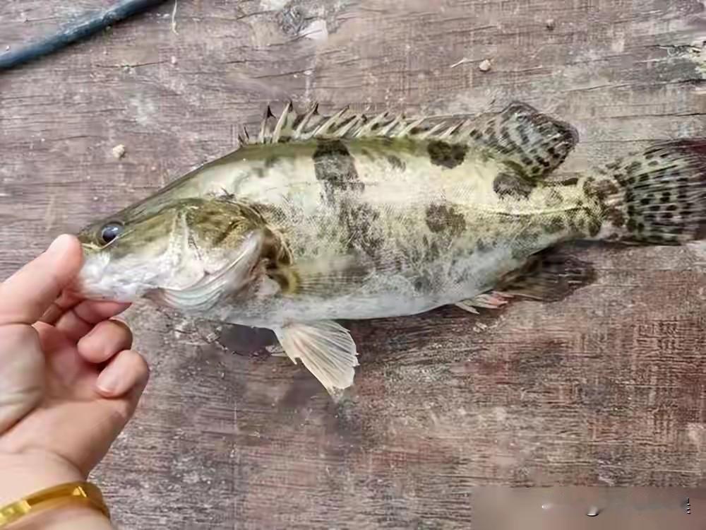 媳妇怀孕最近胃口不好问她想吃什么，说也没啥特别想吃的想吃清淡的，就吃鱼吧之