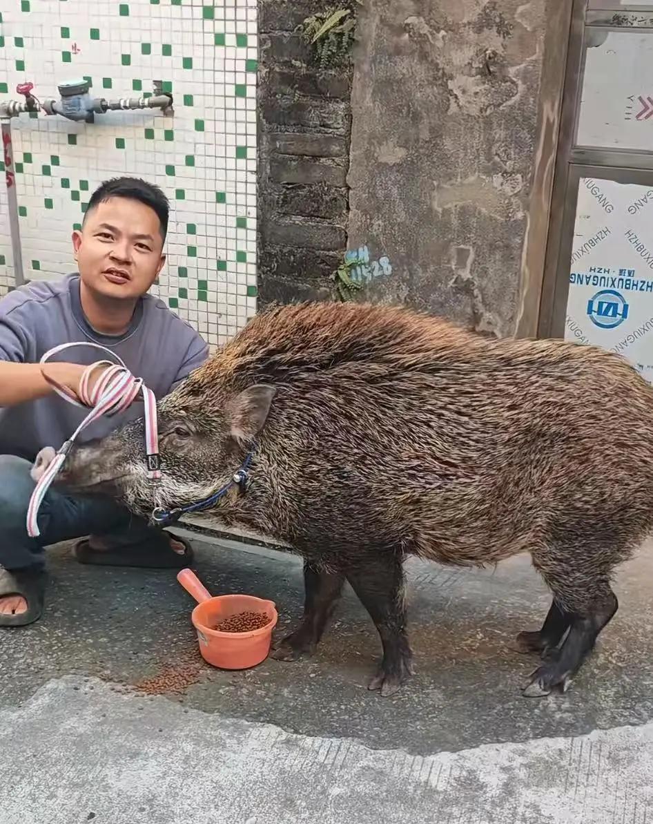 好险，多亏了野猪救命。3月17日，广东省广州市的罗先生发布视频，自己被收养的野