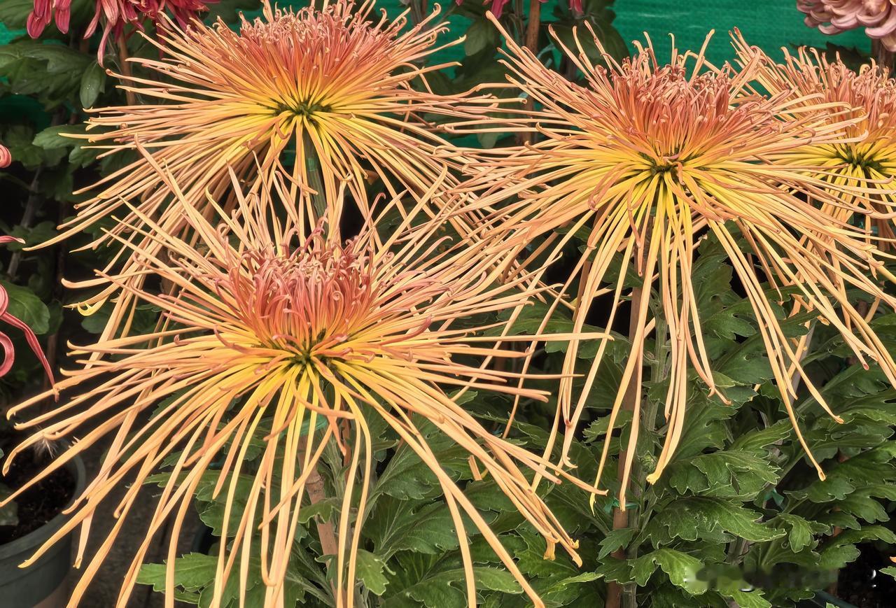 所拍照片值得珍藏，说明有独特的价值！遗传了外公的摄影天才[赞][赞][赞]