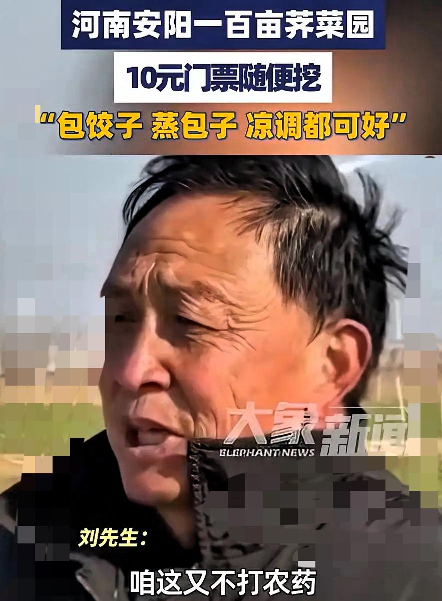你敢信？100多亩要烂在地里的荠菜，居然靠10块钱门票起死回生！这事儿根本不