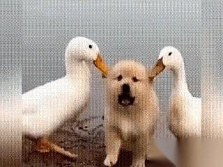 金毛路过池塘，冷不防被两只鸭子围住。它们直接冲上来，尖嘴就往金毛额头上啄。一下