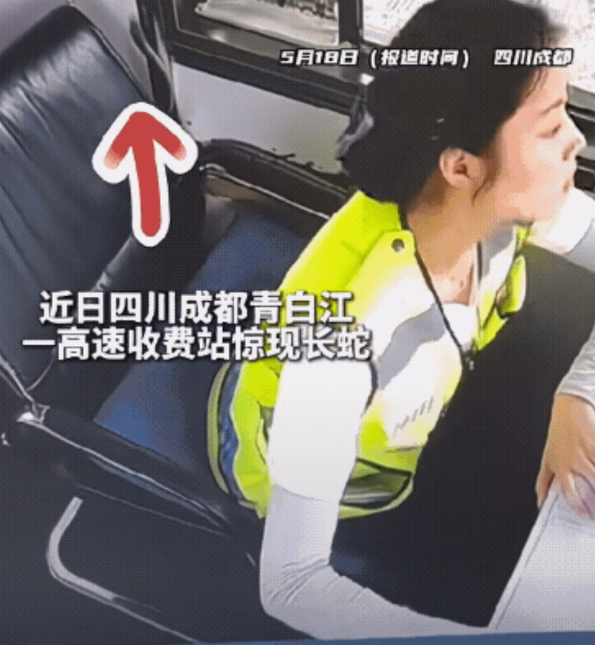 真吓人！高速收费站突然跑来一条蛇，起初小姐姐没察觉，发现后吓得大叫本能闪离，隔着