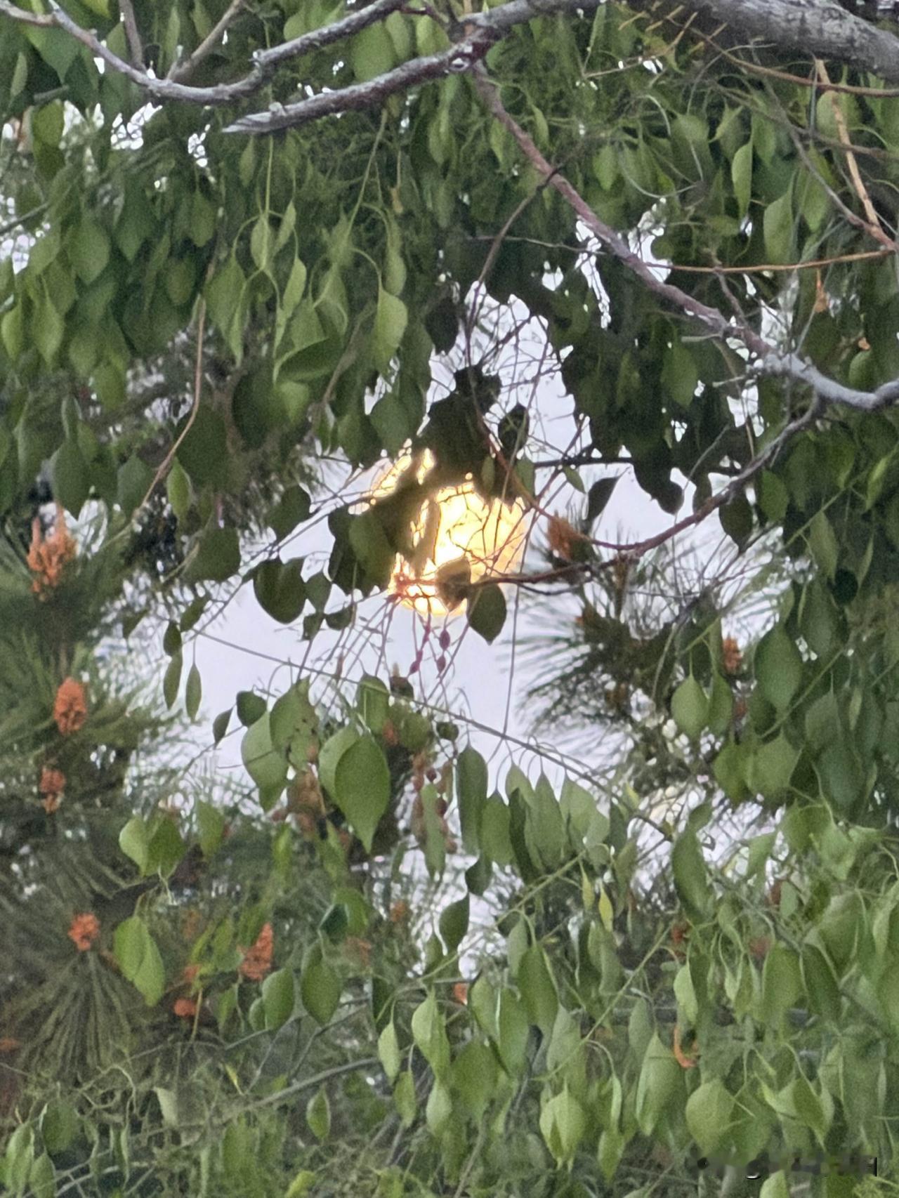 忆秦娥•立夏花铺雪，鱼波荡漾湖心月。湖心月。三春作别，青莲层叠。阑珊灯火