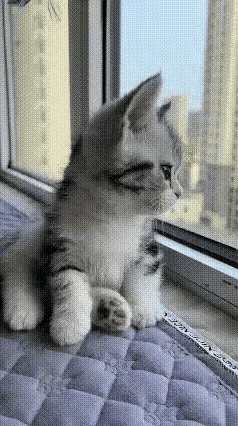 小猫崽每天趴在窗台上，看到楼下体校学员踢正步。他们雄赳赳气昂昂的样子让小猫崽越看